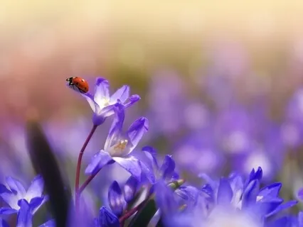 Gratitude Meditation