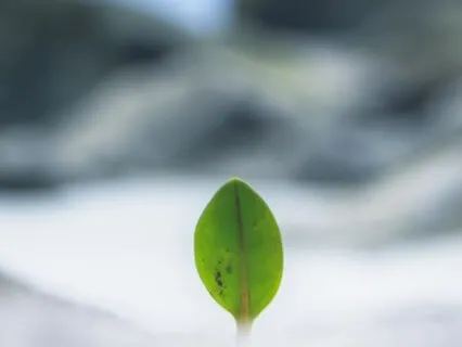 Gratitude Meditation