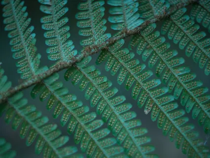 Gratitude Meditation