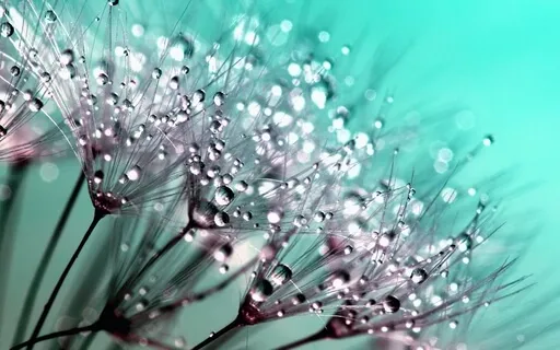 Gratitude Meditation