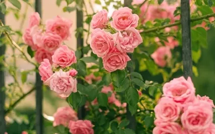 Gratitude Meditation