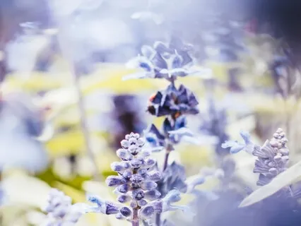 Gratitude Meditation