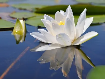 Gratitude Meditation