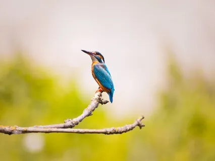 Gratitude Meditation