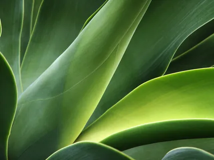 Gratitude Meditation With 432hz Theta Binaural Beats