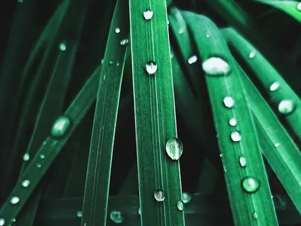 Gratitude Meditation