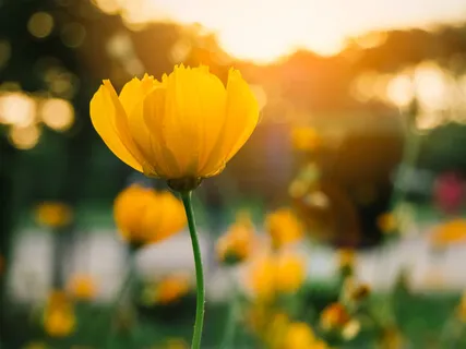 Gratitude Practice For Attracting Love & Fulfillment 