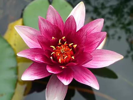 Gratitude Practice For Infusing Love & Happiness