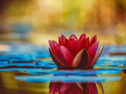 Gratitude Meditation