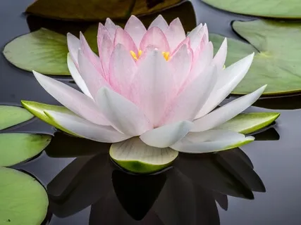 Gratitude Meditation