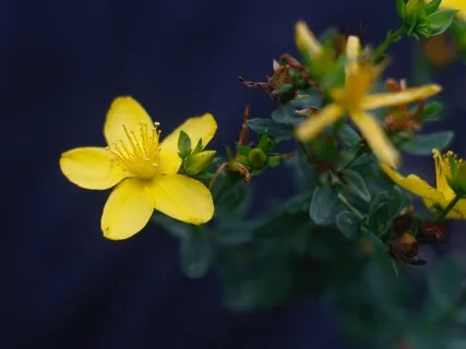 Gratitude Meditation