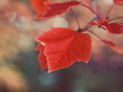 Gratitude Meditation