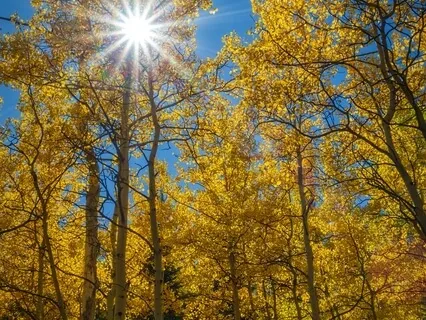 Gratitude Meditation