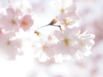 Gratitude Meditation: Appreciate Life, Find Joy & Well-Being