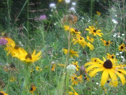 Gratitude Meditation: Honouring The Body