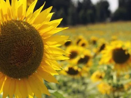 Gratitude Meditation: The Unseen Support That Surrounds You