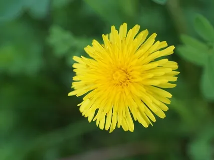 Gratitude Meditation To Cultivate Joy