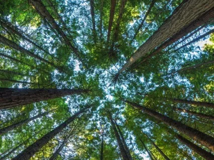 Gratitude Meditation: What Brings You Joy?