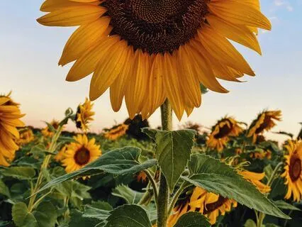 Gratitude Meditation