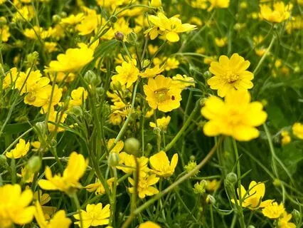 Gratitude Meditation