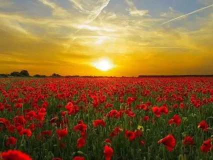 Gratitude Meditation