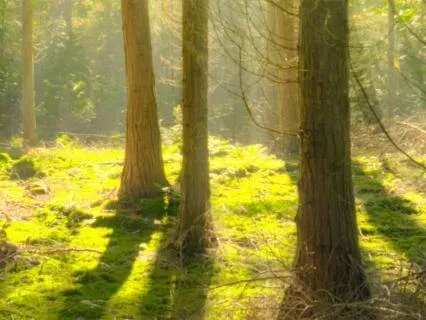 Gratitude Meditation