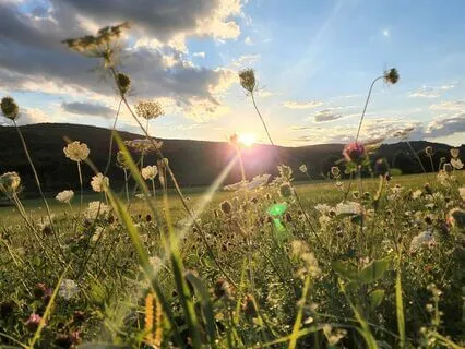 Gratitude Meditation