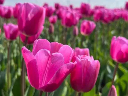 Gratitude Pause | A Gentle Meditation To Warm The Heart