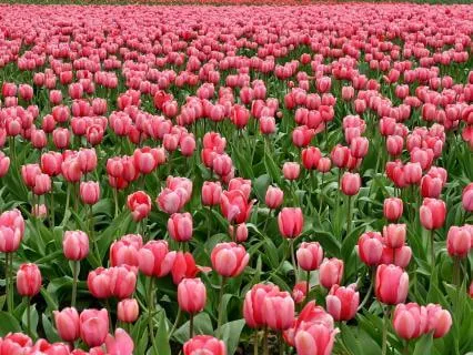 Gratitude Pause - Receive The Love