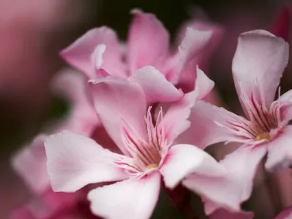 Gratitude Practice -Four Minutes Morning Gratitude