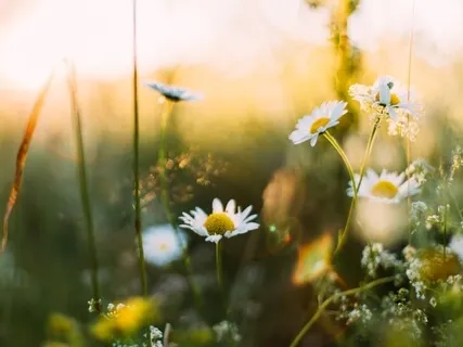 Gratitude Prayer - Life Appreciation 