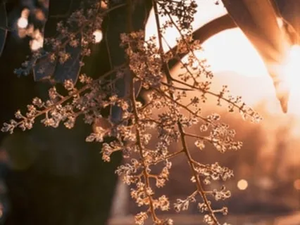 Gratitude Prayer With The Spirits Of Direction