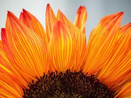 Gratitude Reflection: Guided Appreciation Exercise