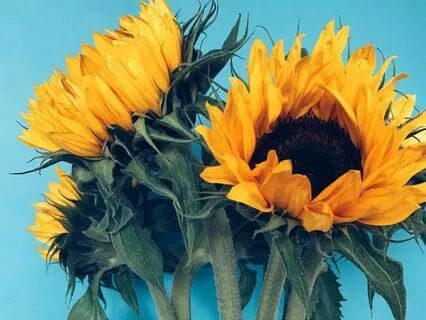 Daily Gratitude Reset: 3 Minutes