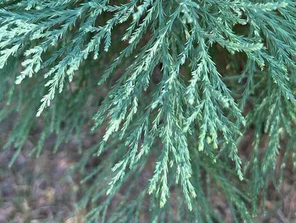 Gratitude Roots: Antidote For Too Much Responsibility