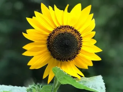 Gratitude (Shine Like The Sun)