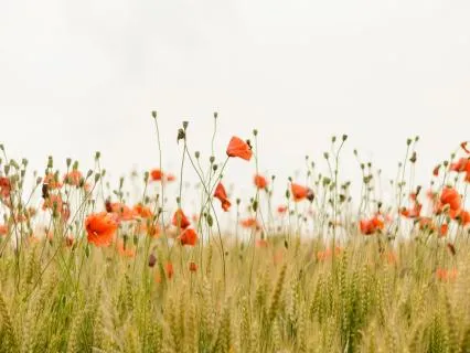 Gratitude | Soft Ambient Native Flute Music To Relax