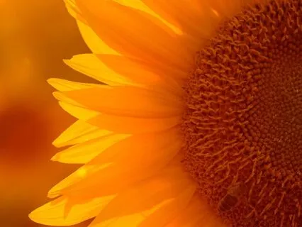 Gratitude That Brings You Back To Flow