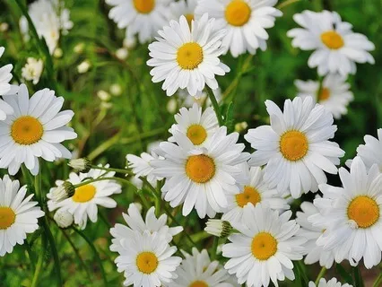 Gratitude That Uplifts - July 2nd