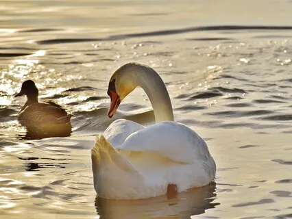 Gratitude Through Ritual