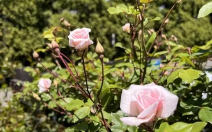 Gratitude Through The Breath Meditation 