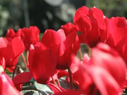 Gratitude To Begin The Day (Brief But Powerful Affirmations)