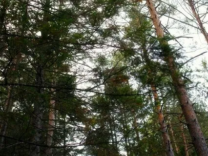 Gratitude Tranquility: Music For Peaceful Moments