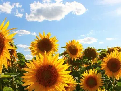 Gratitude Translates To A Feeling Of Abundance