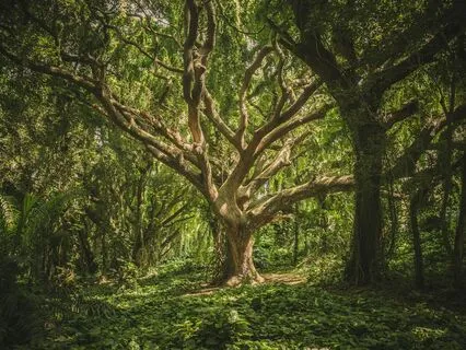 Gratitude Vibration: Connect With Nature's Gifts