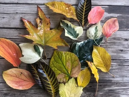 Gratitude With The Sweet Words Of Sufi Mystic, Poet 'Molana Rumi'