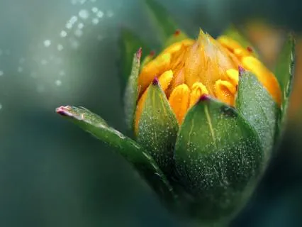 Gratitude