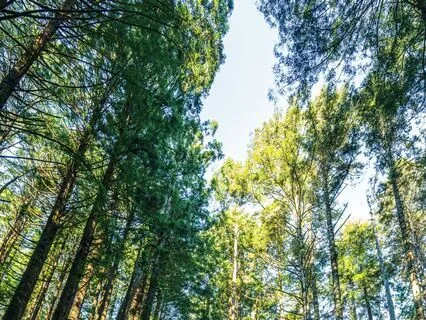 Australian Bush Sounds For Deep Sleep