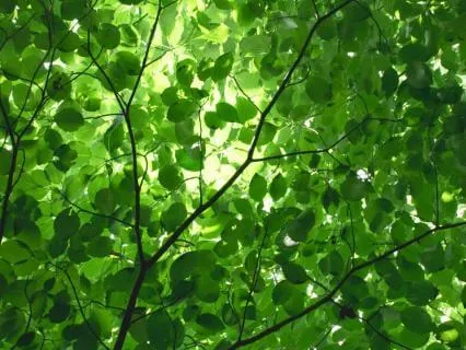 Green Canopy