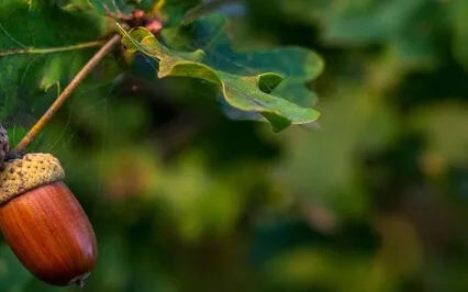Green Christian Meditation